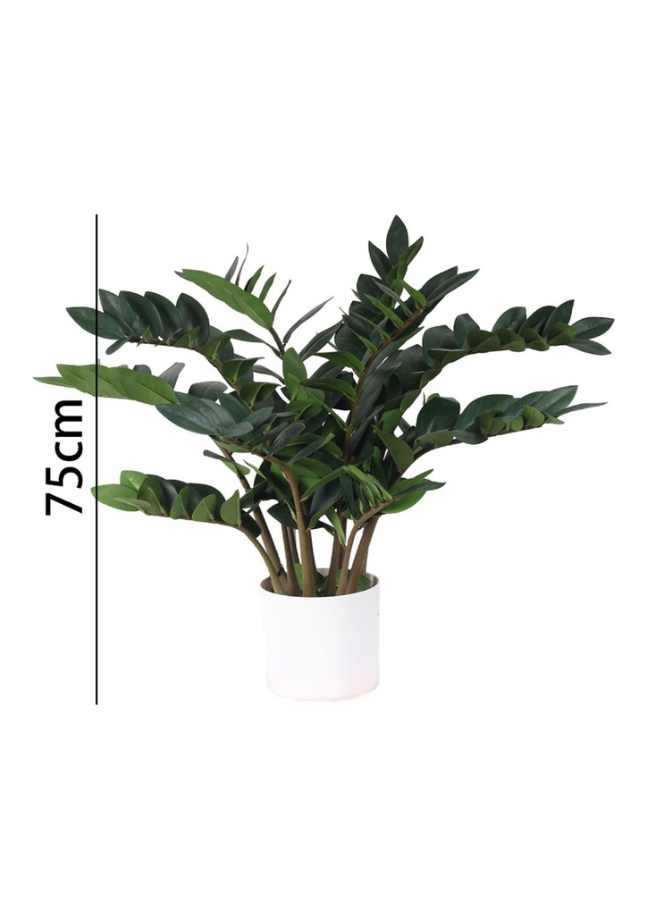Zamioculcas con maceta 75 cm - Plantas decorativas