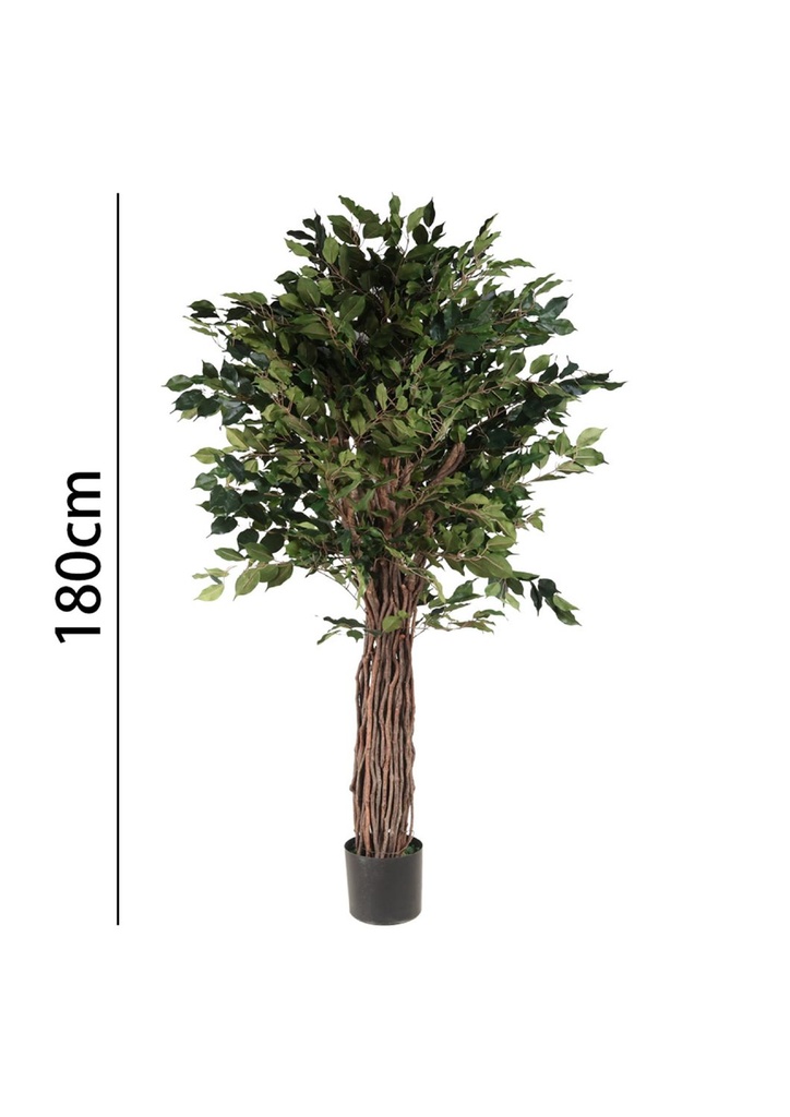 Ficus con maceta 180 cm - Plantas decorativas