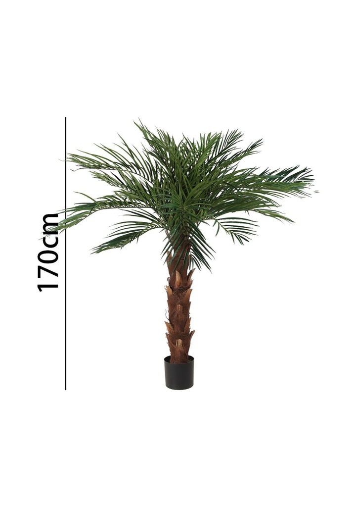 Palmera areca 170 cm con maceta - Plantas decorativas