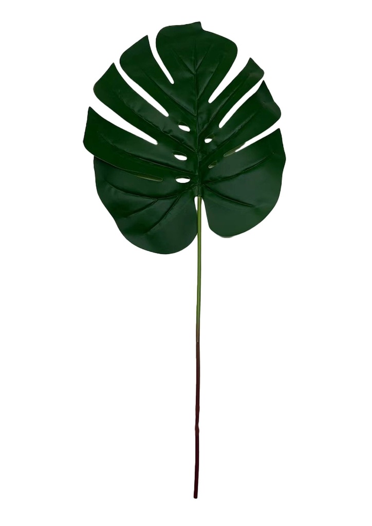 Rama de hoja de costilla de Adán - Decoración floral