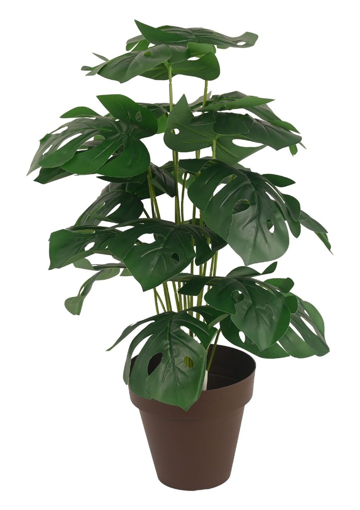 Planta de interior 70 cm - Plantas decorativas