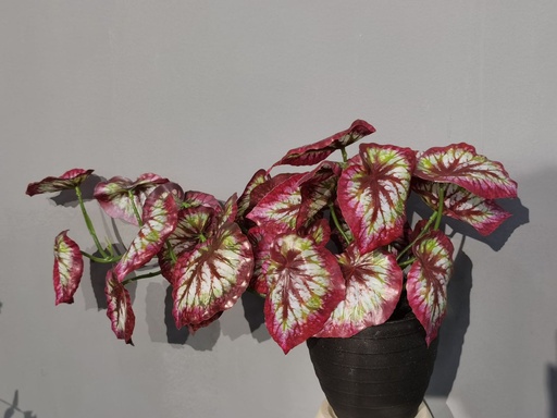 [630444] Bonsái artificial de hoja de taro colgante - Planta decorativa