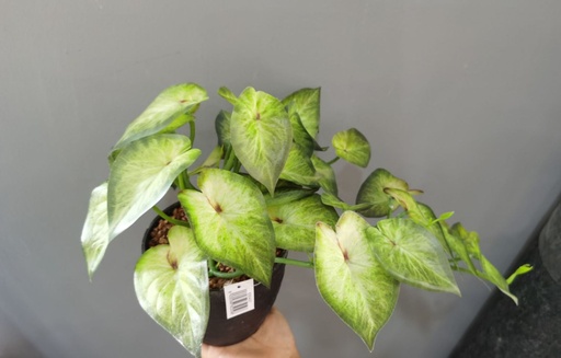 [630437] Bonsái artificial de potos colgante - Planta decorativa