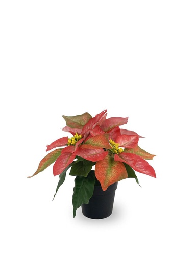 [630871-T.RED] Bonsái artificial de 3 cabezas cortas de Flores de Navidad de 25 cm - Planta decorativa