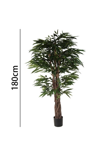 [631343] Árbol longifolia 180 cm con maceta - Plantas decorativas
