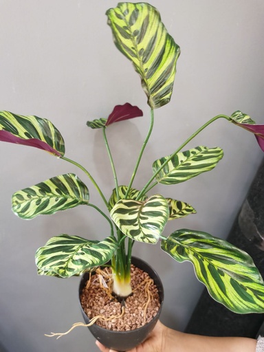 [630434] Planta artificial 12 cabezas de hoja de pavo real - Decoraciones ecológicas