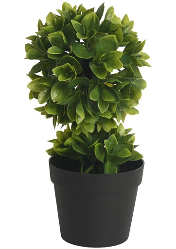 [630580] Planta Boj en maceta - Decoración