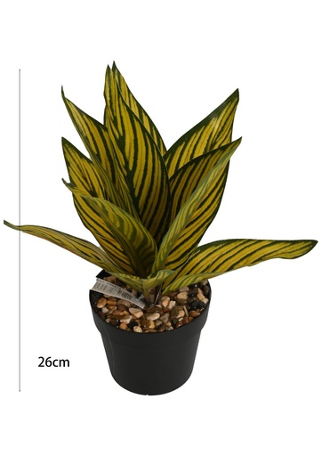[M630810] Espina de hoja de cebra amarilla 11 hojas - Plantas decorativas